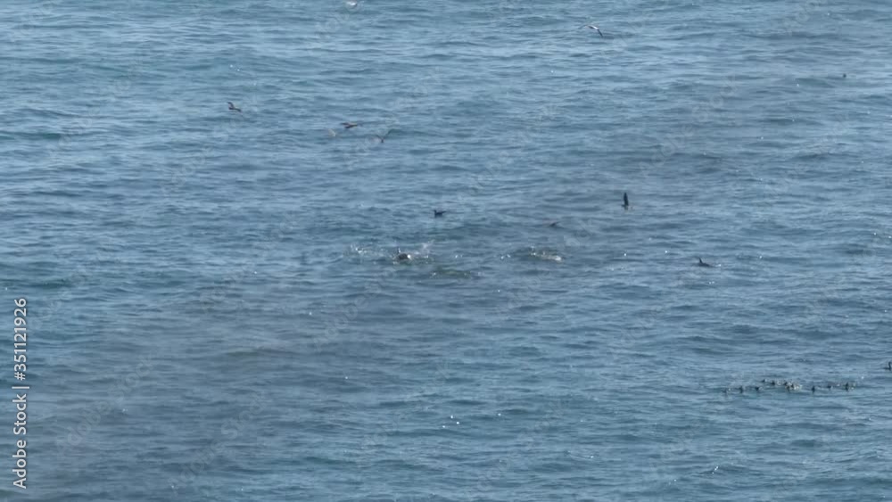 Black fish (pilot whales) making a splash while swimming off the coast of Central California, USA. Whale blows. Whale tail. Telephoto zoom lens. Black fish (pilot whales) making a splash while swimming off the coast of Central California, USA. Whale blows. Whale tail. Telephoto zoom lens.