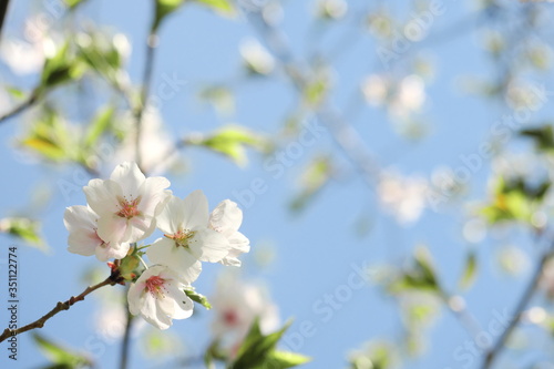 桜 © yao-mi93