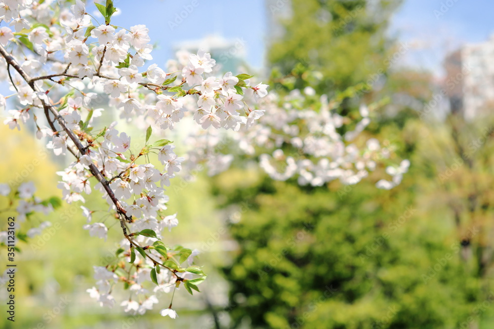 桜 桜