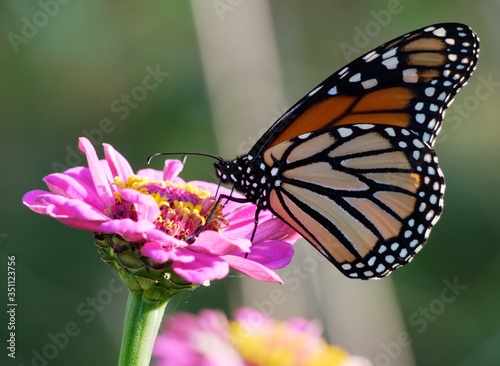 butterfly on flower