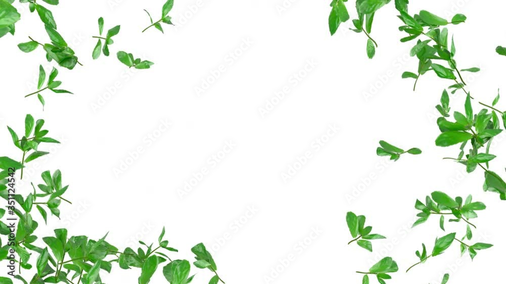 Lemon and mint. c01 mint only Lemon and mint. c01 mint only