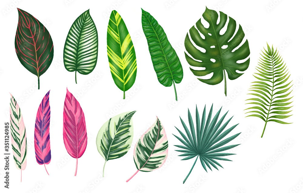 Hand drawn digital illustration of tropical leaves. Isolated tropical leaves clipart. Colorful exotix leaves set. Monstera leaf, palm leaf, exotic leaf.