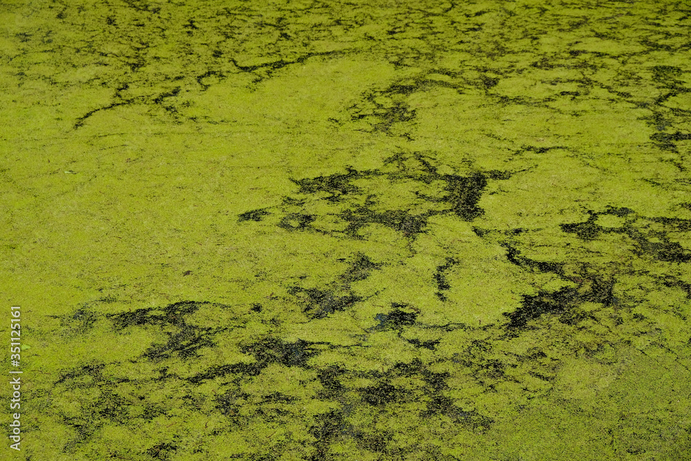 The surface of duckweed in a forest lake on a sunny morning in Ukraine. Abstract pattern on the surface of black water. Copy space. The surface of duckweed in a forest lake on a sunny morning in Ukraine. Abstract pattern on the surface of black water. Copy space.