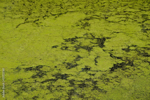 The surface of duckweed in a forest lake on a sunny morning in Ukraine. Abstract pattern on the surface of black water. Copy space.