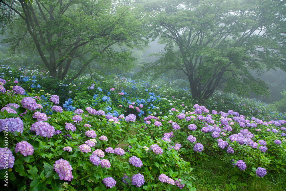Naklejka premium 紫陽花の森