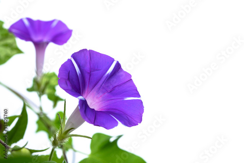 紫色のアサガオ　白背景