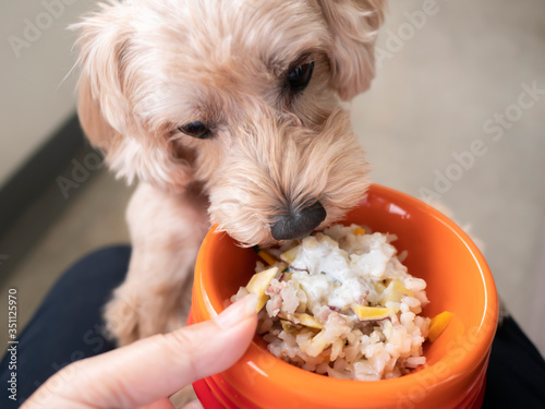 ドッグボウルに入ったペットフードを待てなくてかぶりつくかわいい小型犬【マルプー】