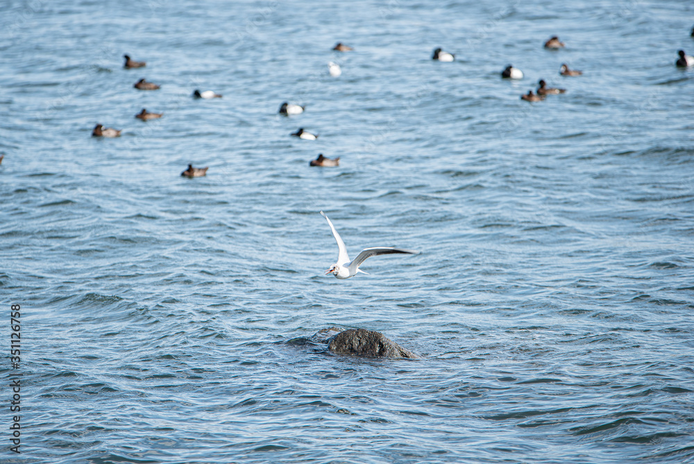お台場　カモメ
