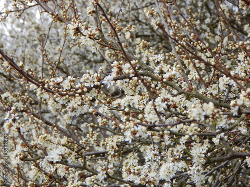 close up of a tree