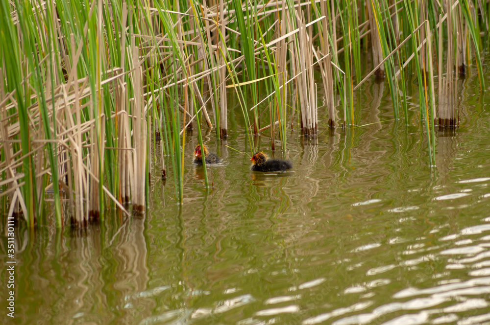 Fototapeta premium Young coots float on water.