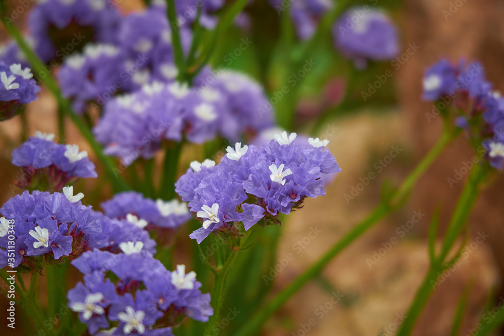 Hydrangea macrophylla in Marimurtra Botanical garden, Blanes, Catalonia.