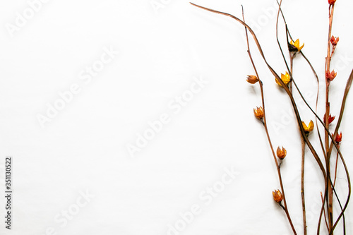 Fondo blanco con flores secas 