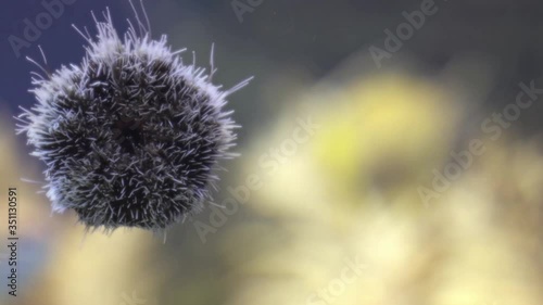 Sea egg (Tripneustes ventricosus) on the glass of aquarium closeup photo