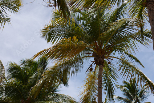  palm trees with leaves as a background
