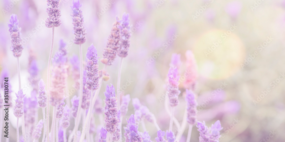 Naklejka premium Summertime. Blooming lavender in a field