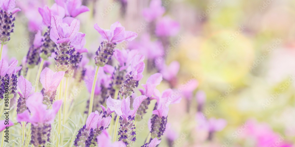 Naklejka premium Summertime. Blooming lavender in a field