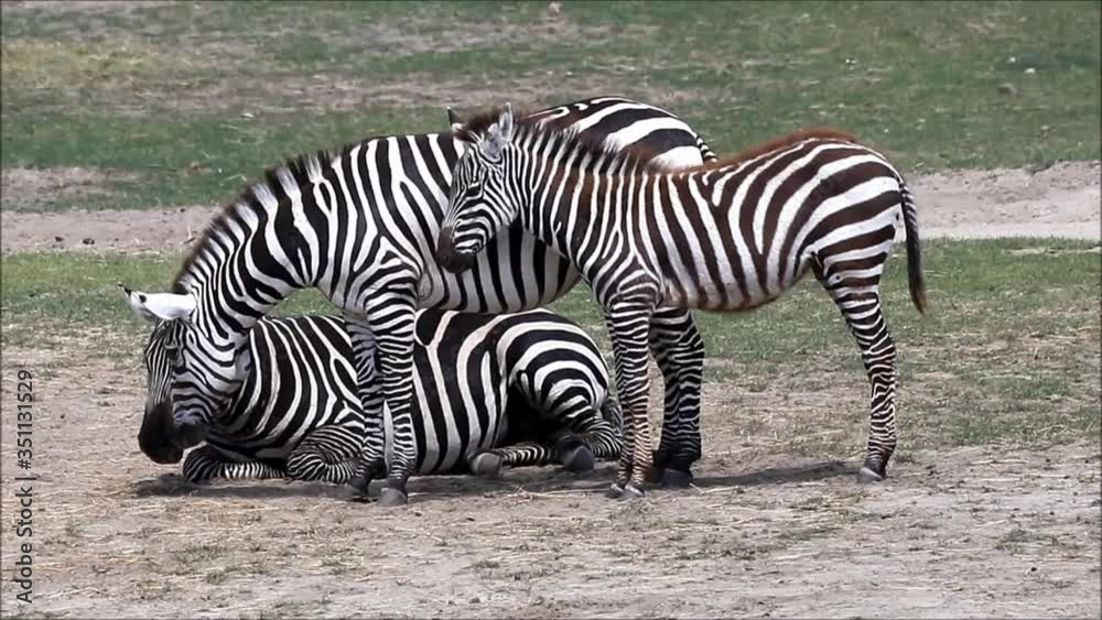 zebra family  on meadow
