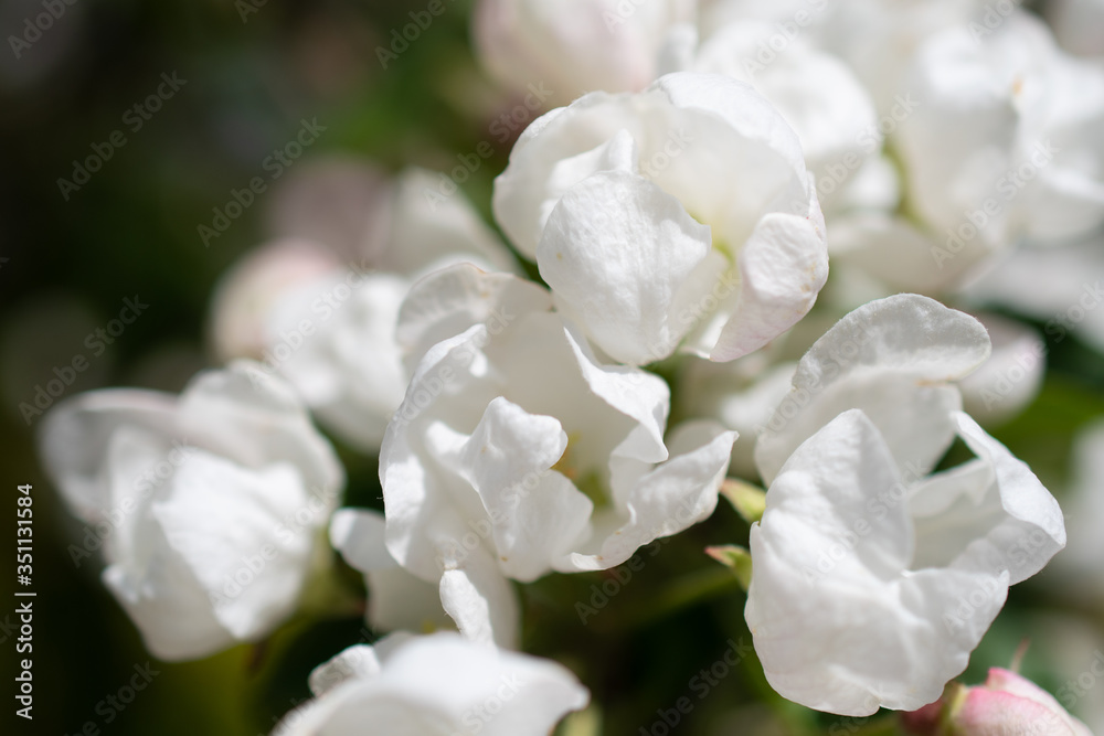 Many small white flowers on the branch of a blooming Apple tree, close up Many small white flowers on the branch of a blooming Apple tree, close up