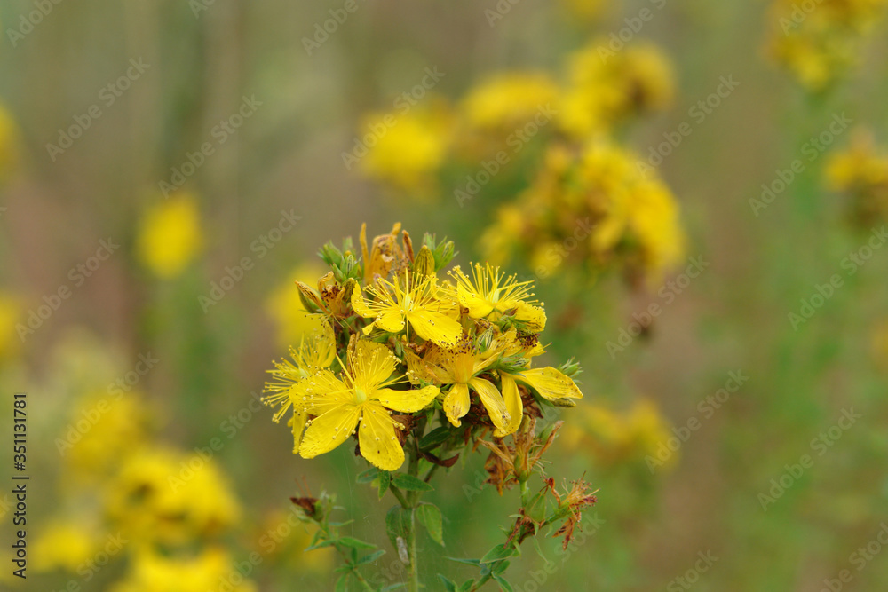 Bright yellow flowers of Hypericum perforatum (perforate St John's-wort), close up, copy space for text Bright yellow flowers of Hypericum perforatum (perforate St John's-wort), close up, copy space for text