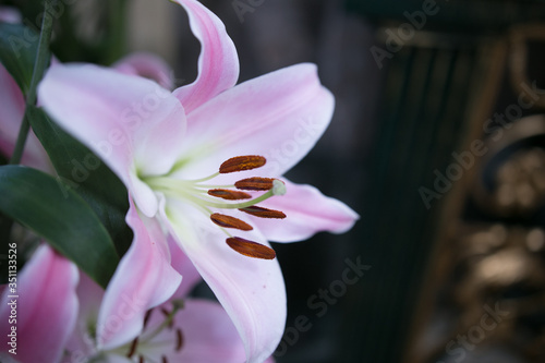 The beautiful bouquet pink lily in wedding day
