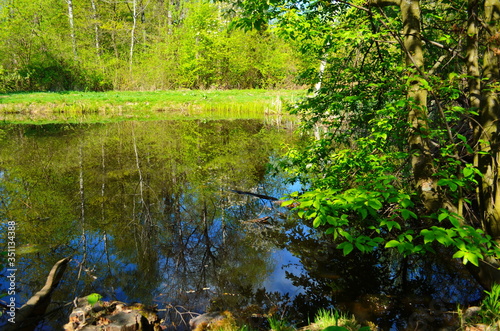 Blue water in a forest lake with pine trees