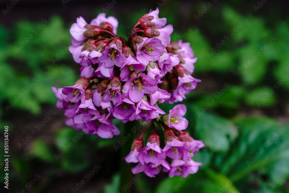 The pink bergenia flowers in early spring The pink bergenia flowers in early spring