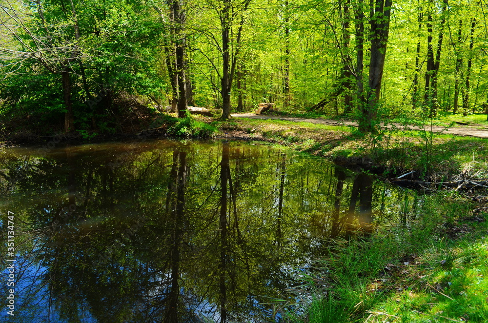 Fototapeta premium Blue water in a forest lake with pine trees