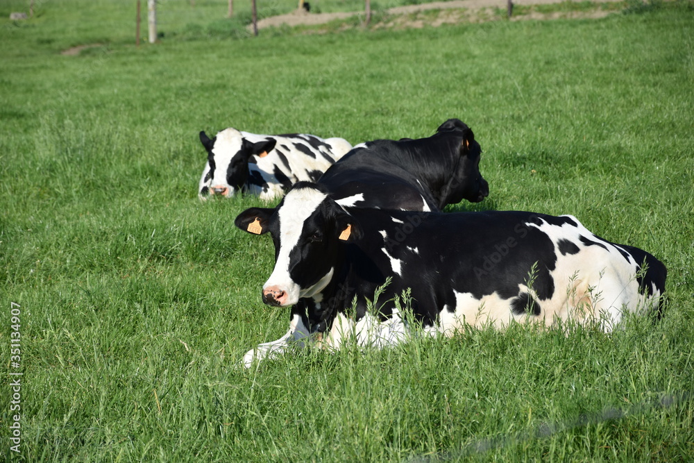 Fototapeta premium Cow resting in the grassland