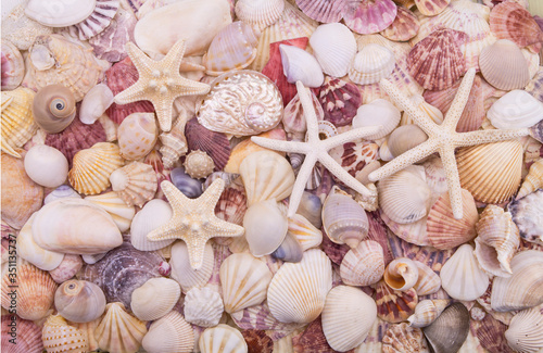 Many different colorful seashells and starfishes