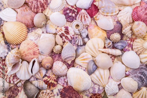 Seashells background  sea shells collection