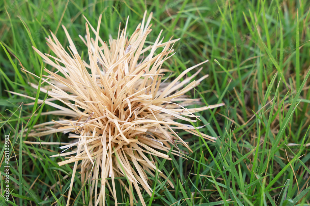 Some grass is dry dead. On the green grass Some grass is dry dead. On the green grass