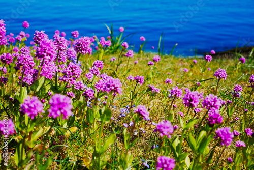 Sea blush wildflowers with ocean in background