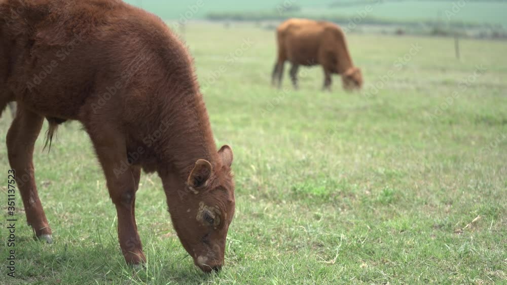Young brown calf graze on the field. Focus shift to another cow on the background. Sunny spring day. Huge meadow behind. Farm animals Young brown calf graze on the field. Focus shift to another cow on the background. Sunny spring day. Huge meadow behind. Farm animals