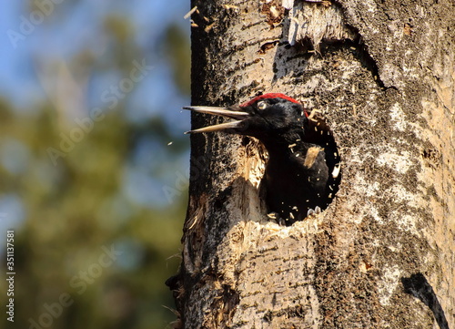 Black woodpecker (Dryocopus martius) Throws splinters from a new hollow. Moscow region. Russia.