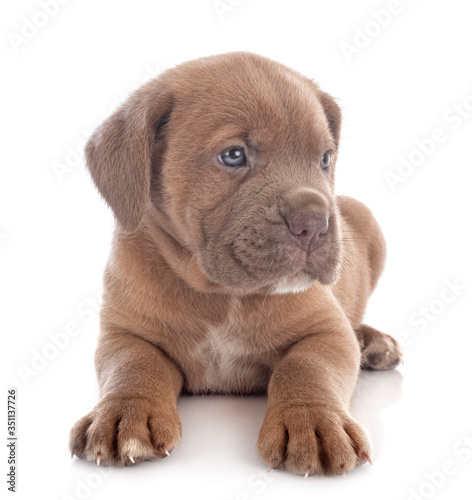 puppy cane corso