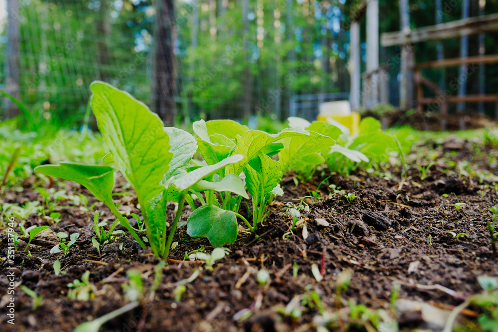 Radishes growing in a garden Radishes growing in a garden
