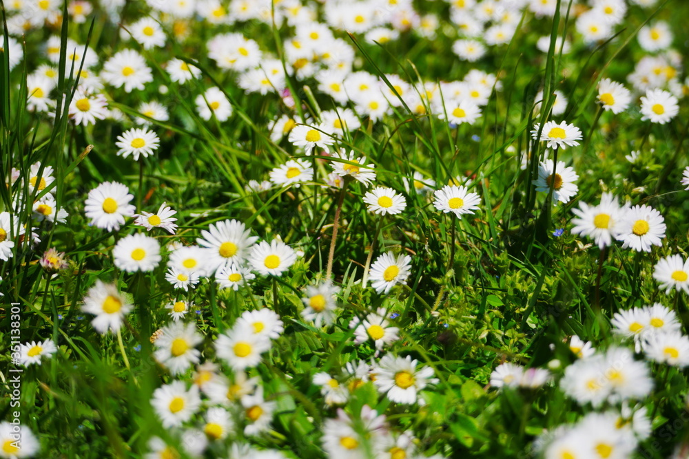 Fototapeta premium Patch of daisies with a soft focus