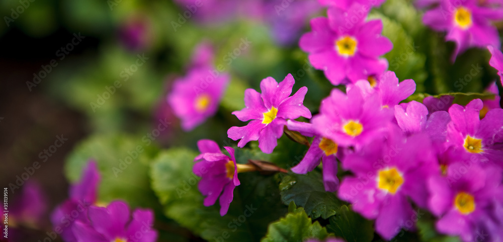 красные и розовые цветы в огороде,red and pink flowers in the garden, красные и розовые цветы в огороде,red and pink flowers in the garden,