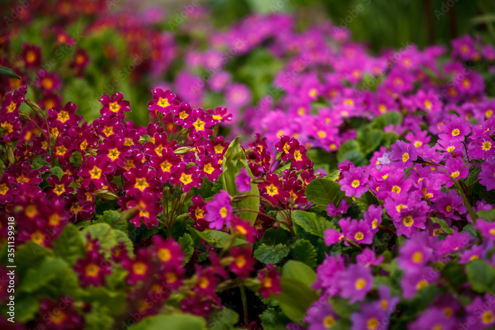 красные и розовые цветы в огороде,red and pink flowers in the garden, красные и розовые цветы в огороде,red and pink flowers in the garden,