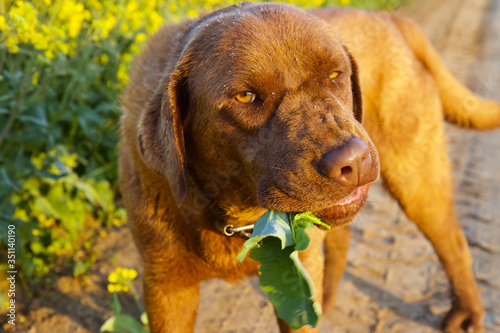A brown Labrador with a serious and murderous expression eats a leaf of oilseed rape torn from a field
