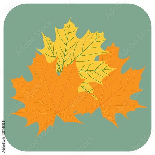 leaves