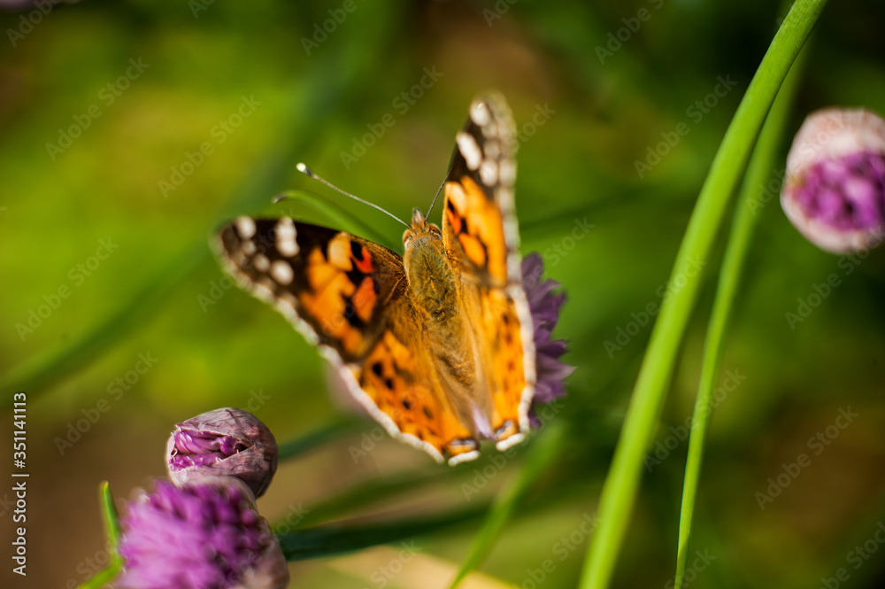 Obraz premium Urticaria butterfly on honey flowers of lettuce onion. Aglais urticae, Nymphalis urticae is diurnal butterfly from the family Nymphalidae, species of genus Aglais.