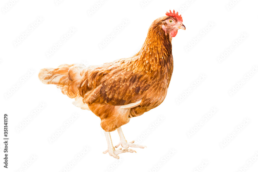 Fototapeta premium chicken isolated on white background