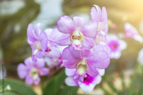 purple orchid flower in the garden