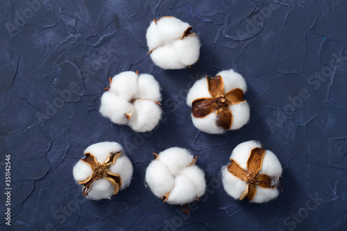 White dried fluffy cotton flower heads on a dark blue background
