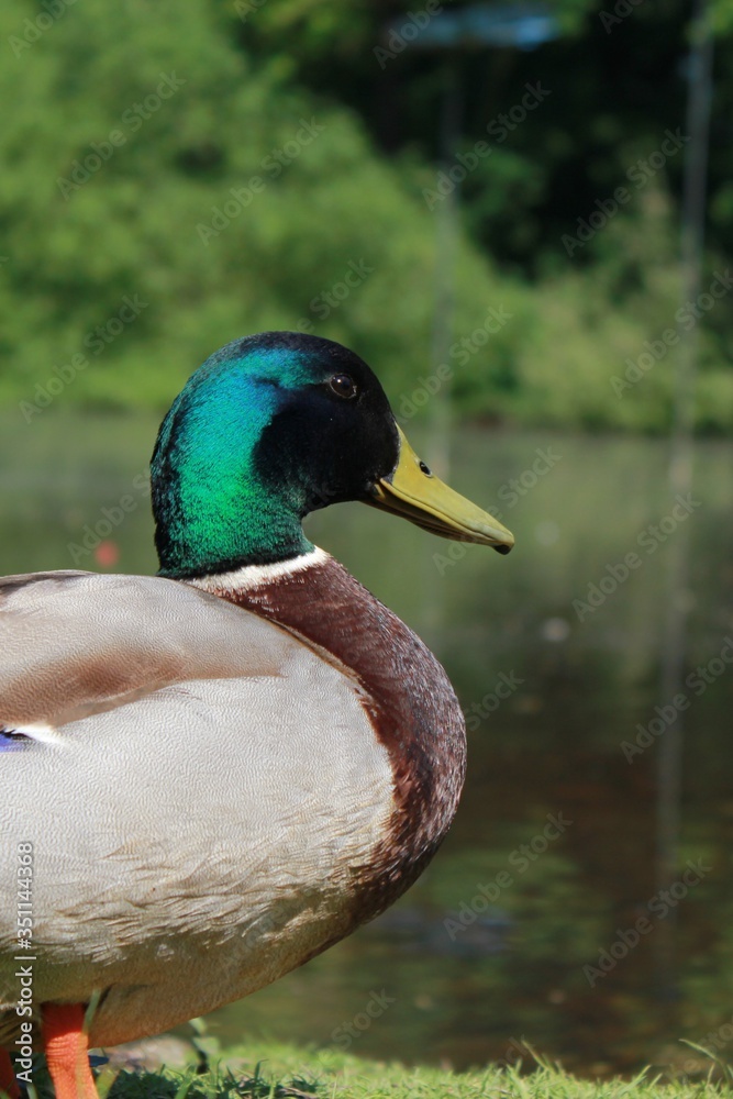 Obraz premium duck on the lake