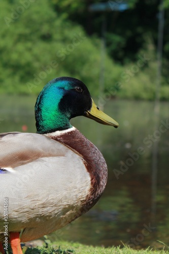 duck on the lake