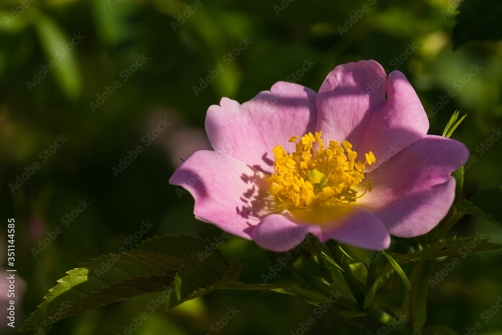 A Colorful Wild Rose Flower Enjoying the Spring Sun