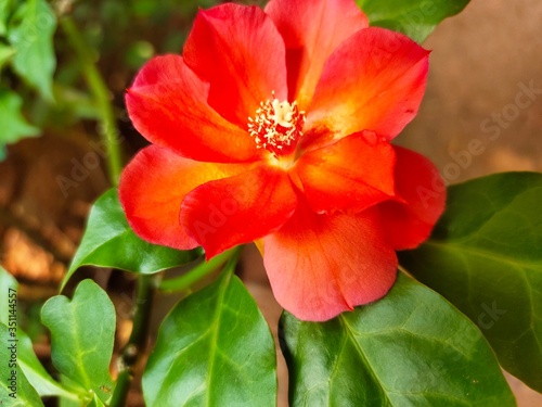OOtty Rose Flower