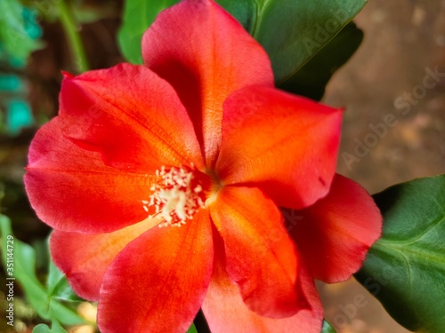 OOtty Rose Flower